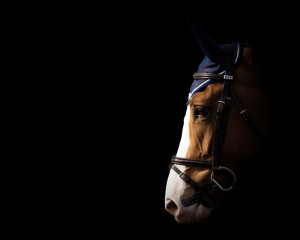 The Equine Studio - horse portrait